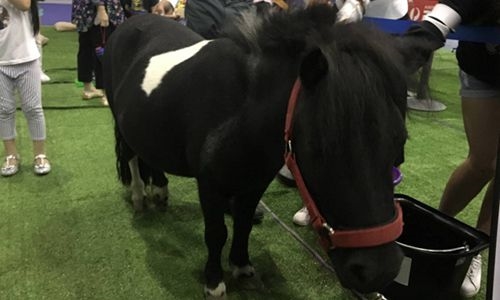 萌!世界最小的马种亮相西博会进出口商品展