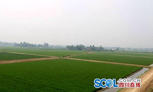 开创农业新模式 邛崃稻田综合种养开工建设