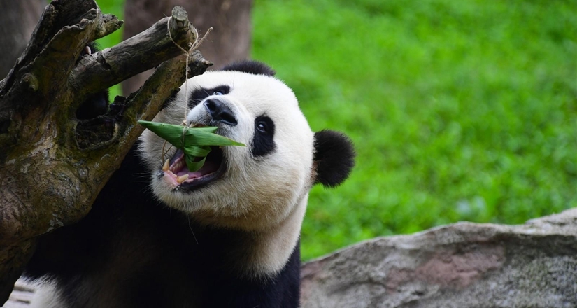 萌翻啦！看成都大熊猫的端午大餐，粽子一口一个